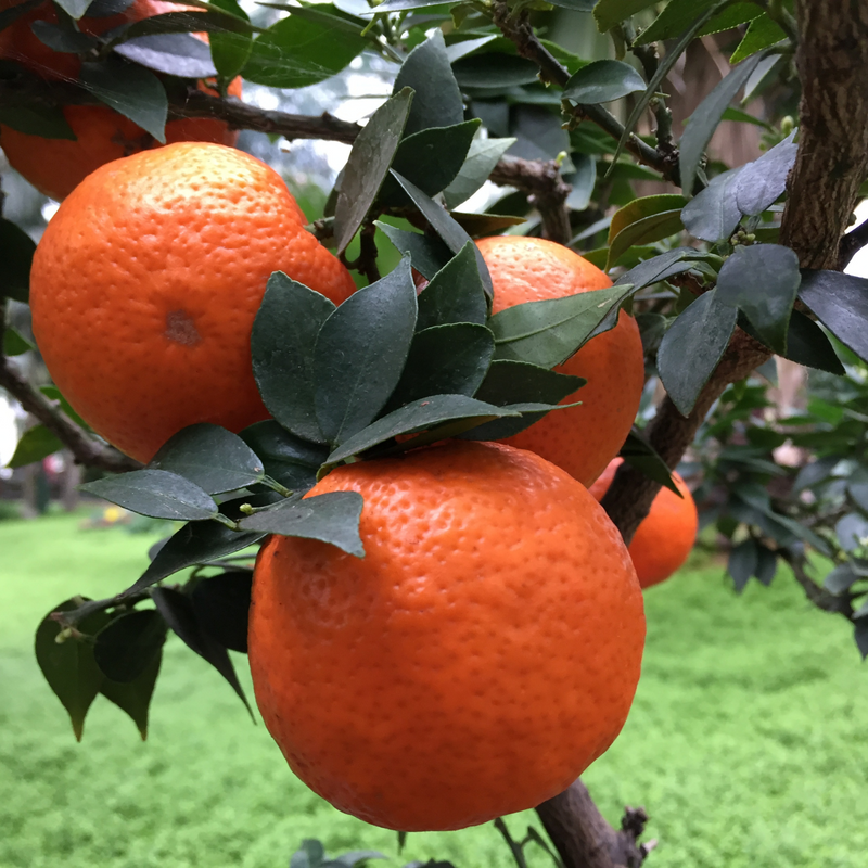 Sizilianischer Chinotto - Kiste mit 4 Flaschen