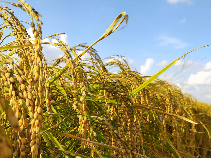 Usine de riz primée Riso Vialone Nano della Corte Ba&