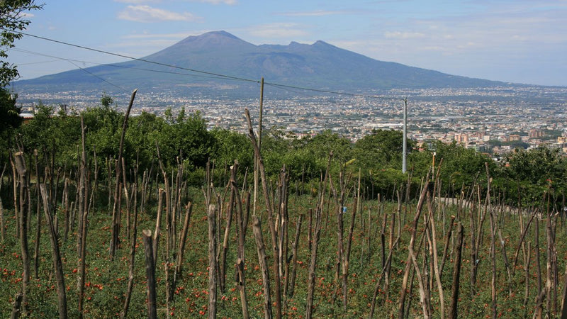 Pomodoro I Sapori di Corbara