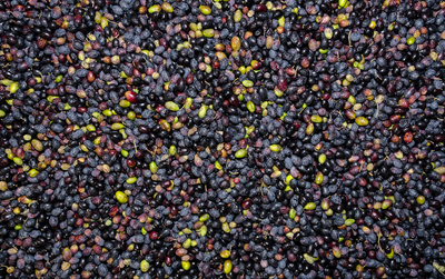 Italian Olive Oil: Benefits, Regions, and Versatile Uses
