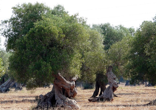 DOP Umbria MARFUGA