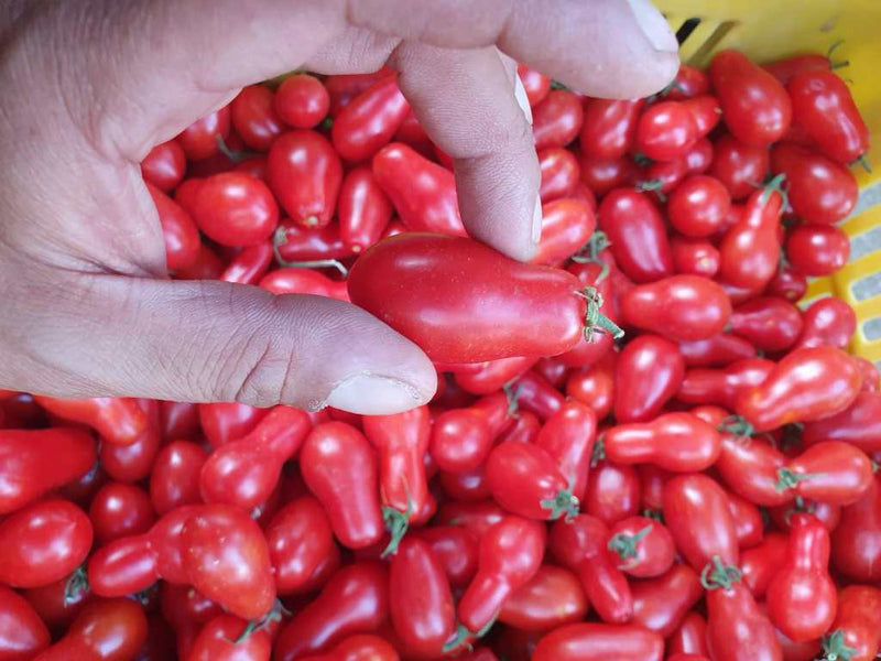 Pomodoro I Sapori di Corbara
