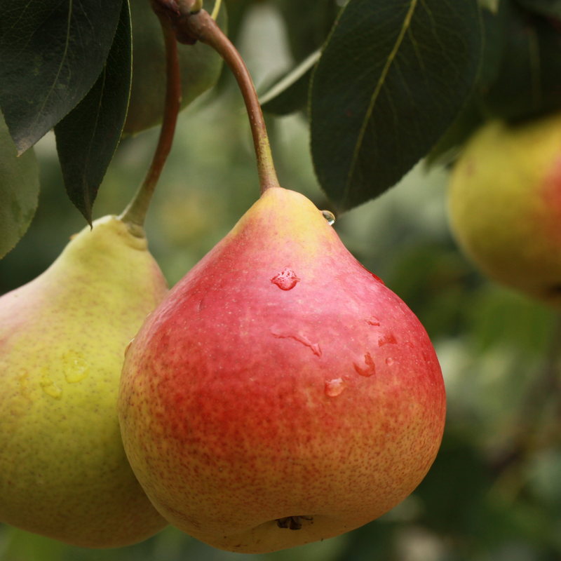 Pears Mostarda