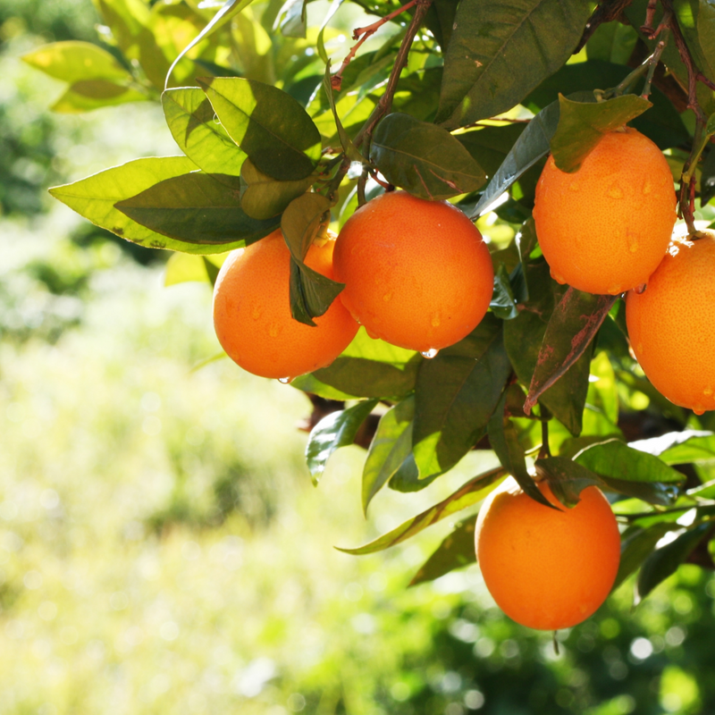 Orange Mostarda