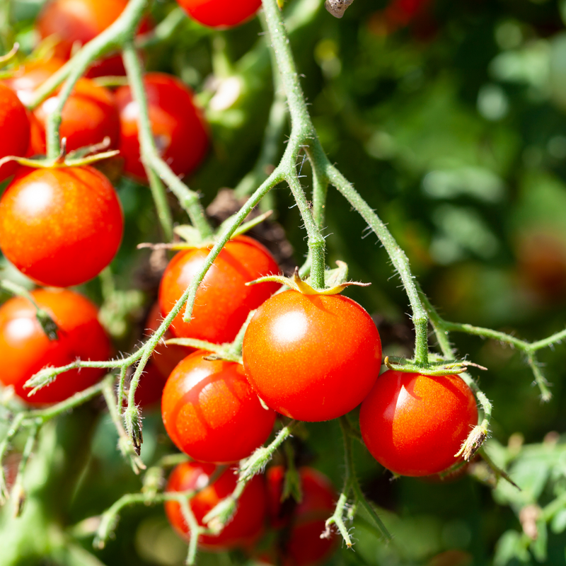 Ciliegino Tomato Sauce - Benvenuto in Sicilia