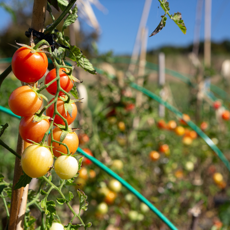 Sicilian Ciliegino Tomato Sauce